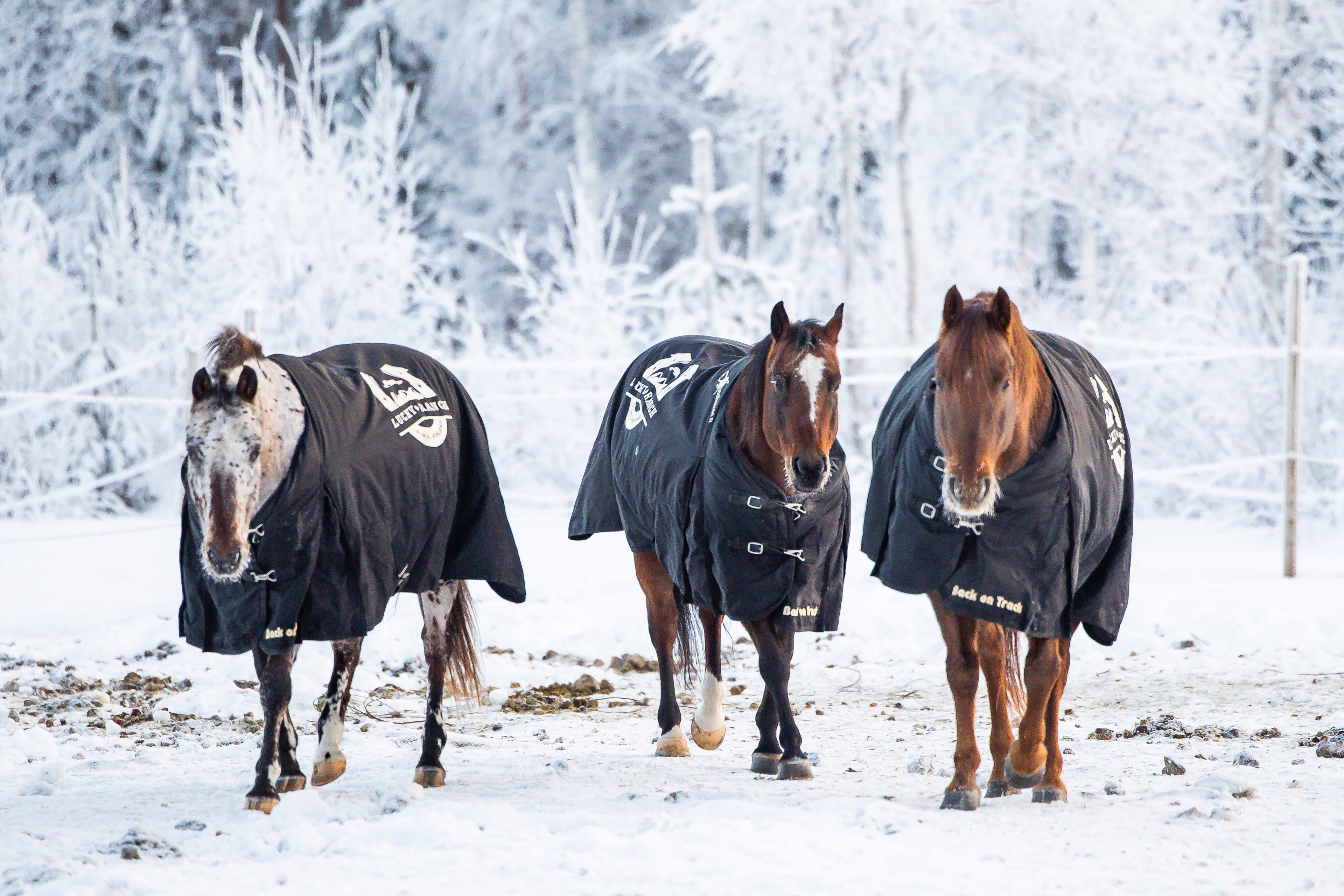 Winter horseback riding experience