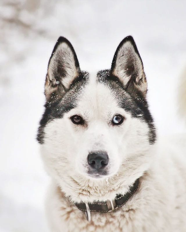 Huskysafari lumisen maiseman halki